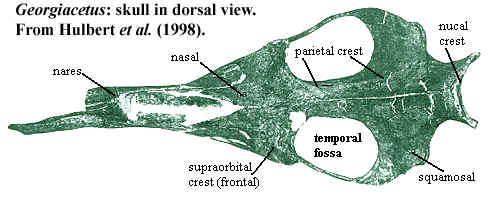 Georgiacetus skull in dorsal view