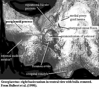 Georgiacetus right basicranium in ventral view, bulla removed