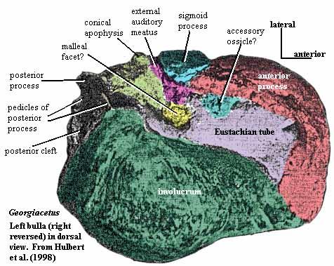 Georgiacetus bulla in dorsal view