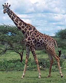 Giraffa camelopardalis