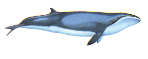 pygmy right whale