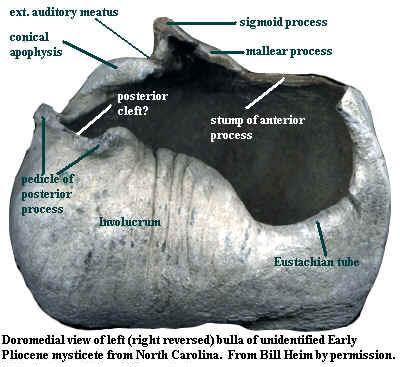 Mysticete bulla