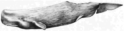 Physeter (sperm whale)