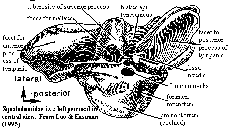 Squalodontid petrosal in ventral view