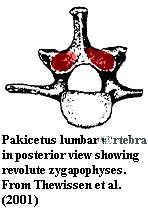 "revolute zygapophysis"