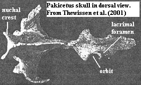 Pakicetus skull