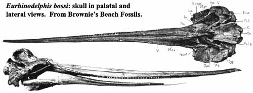 Eurhinodelphis bossi Kellogg, 1925