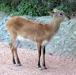 Pudu