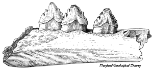 Squalodon molars