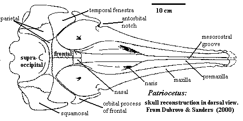 Patriocetus skull reconstruction.