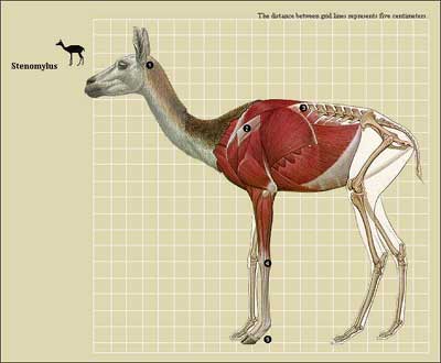 Stenomylus