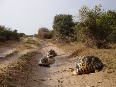  Radiated tortoises, Asterochelys radiata, in Madagascar