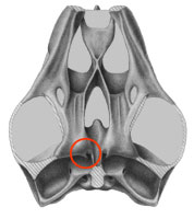 Australochelys basicranial articulation