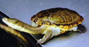 Chelodina novaguinea