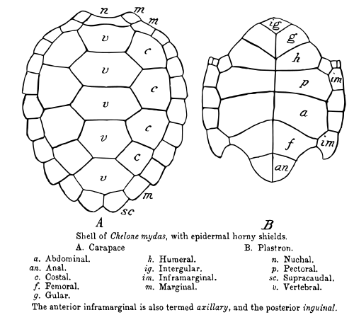 Carapace terminology for Chelonia