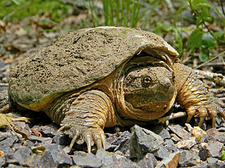 Chelydra serpentina