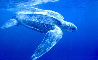 Dermochelys coriacea