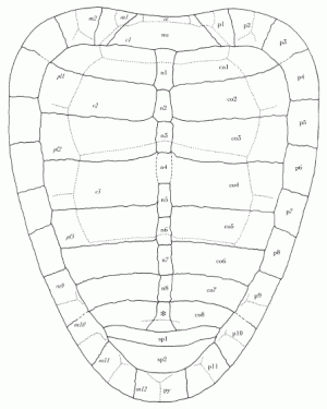 Eileanchelys waldmani