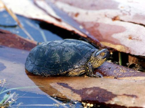  European pond turtle - Emys orbicularis