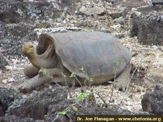 Geochelone becki - photo by Joe Flanagan