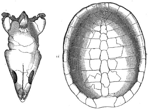 Glyptops ornatus