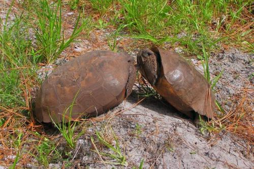 Gopherus polyphemus