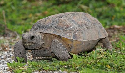 Gopherus polyphemus