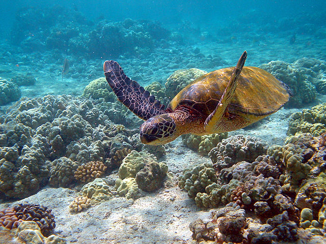 Green turtle Chelonia mydas