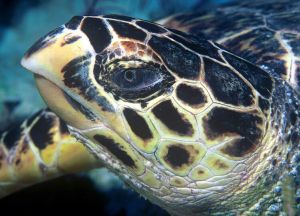 Hawksbill Turtle