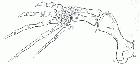 Toxochelys latiremis, front limb