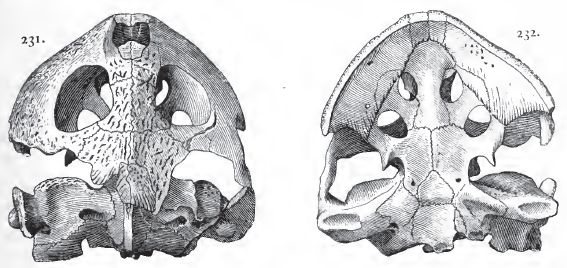 Porthochelys laticeps