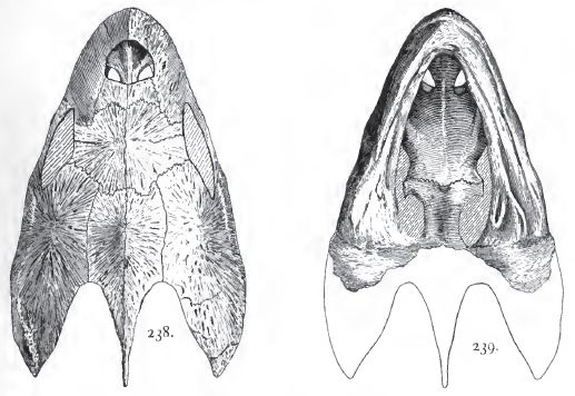 Desmatochelys lowi