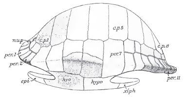 Agomphus tardus, carapace of type, seen from left side.