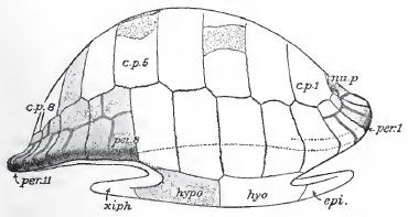 Agomphus tardus, carapace of type, seen from right side.