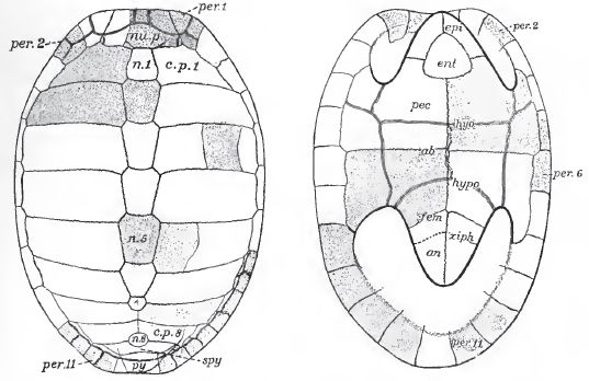 Agomphus tardus, carapace and plastron of type.