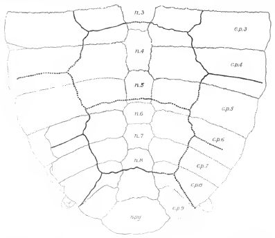 Neurankylus eximius - from Hay 1908