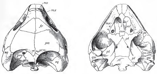 Chisternon undatum - from Hay 1908