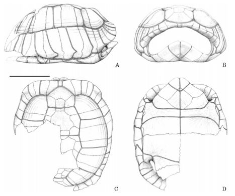 Hesperotestudo bermudae Meylan & Sterrer 2000