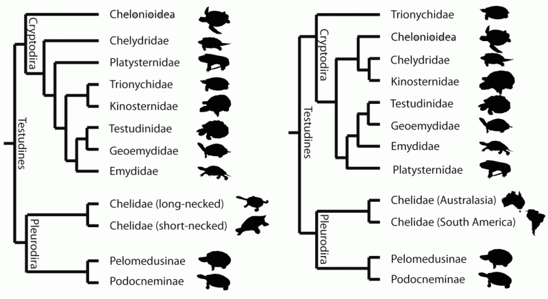 Alternative testudine phylogenies, from Jones et al, 2012, fig 1