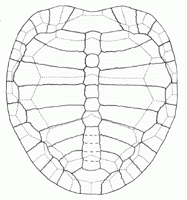 Kayentochelys aprix