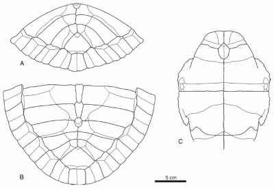 Larachelus morla - from Perez-Garcia & Murelaga 2012