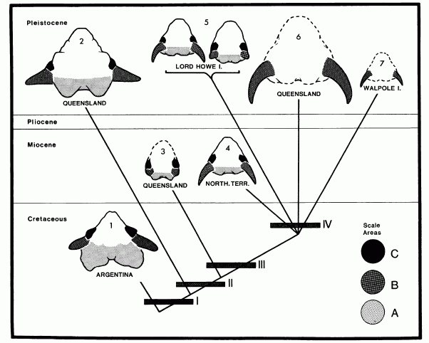 Meiolaniid evolution