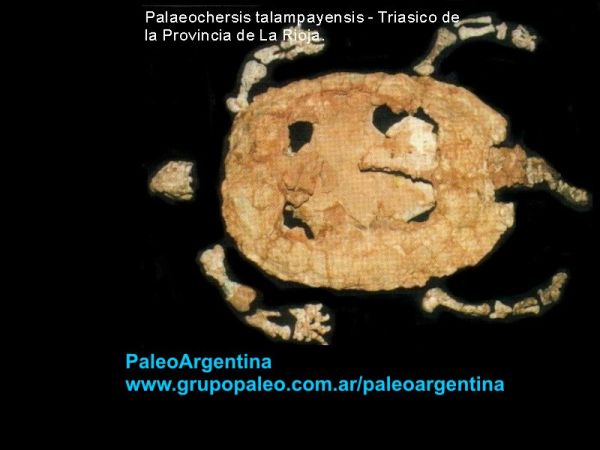 Palaeochersis talampayensis