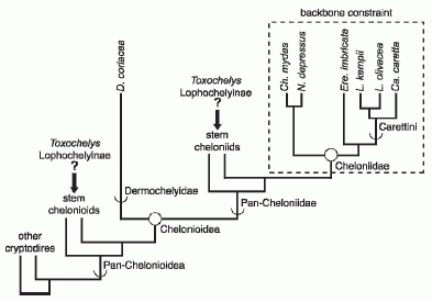 Phylogeny of Chelonoidea - from Parham & Pyenson 2010