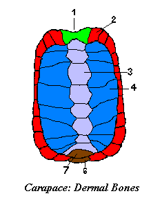 Plastron: dermal bone