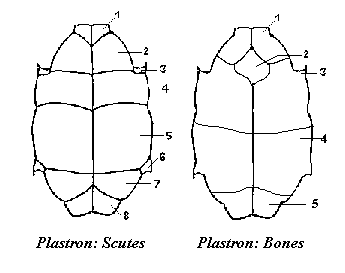 Plastron scutes