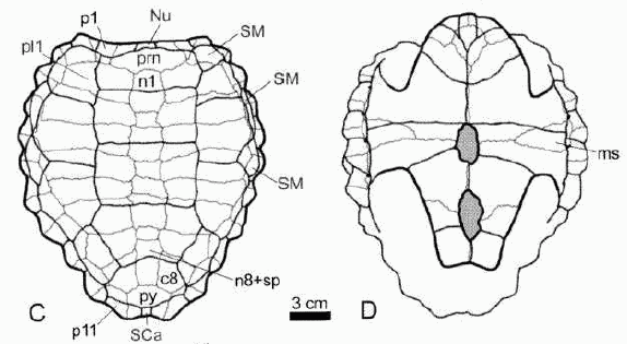 Platychelys oberndorferi