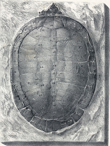 Carapace of Pleurosternon ovatum