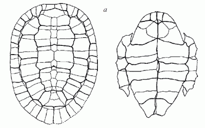 Pleurosternon bullocki