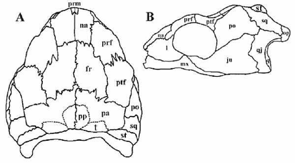 Proganochelys quenstedt